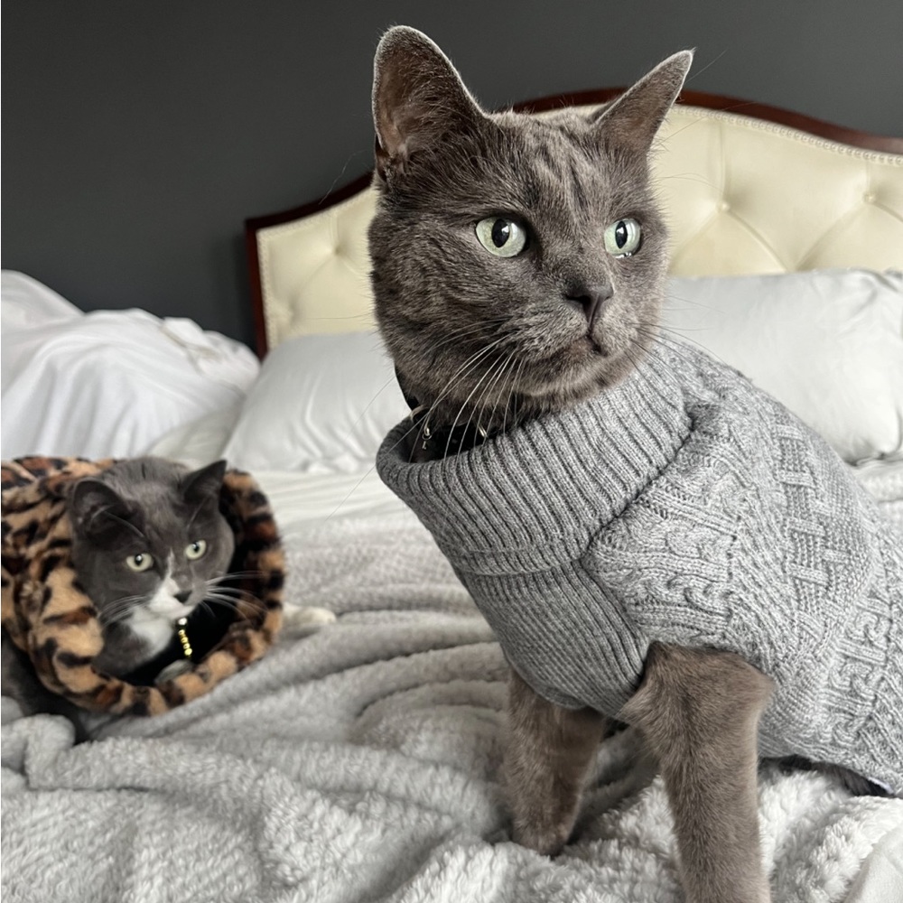 Cat or dog sweater in gray